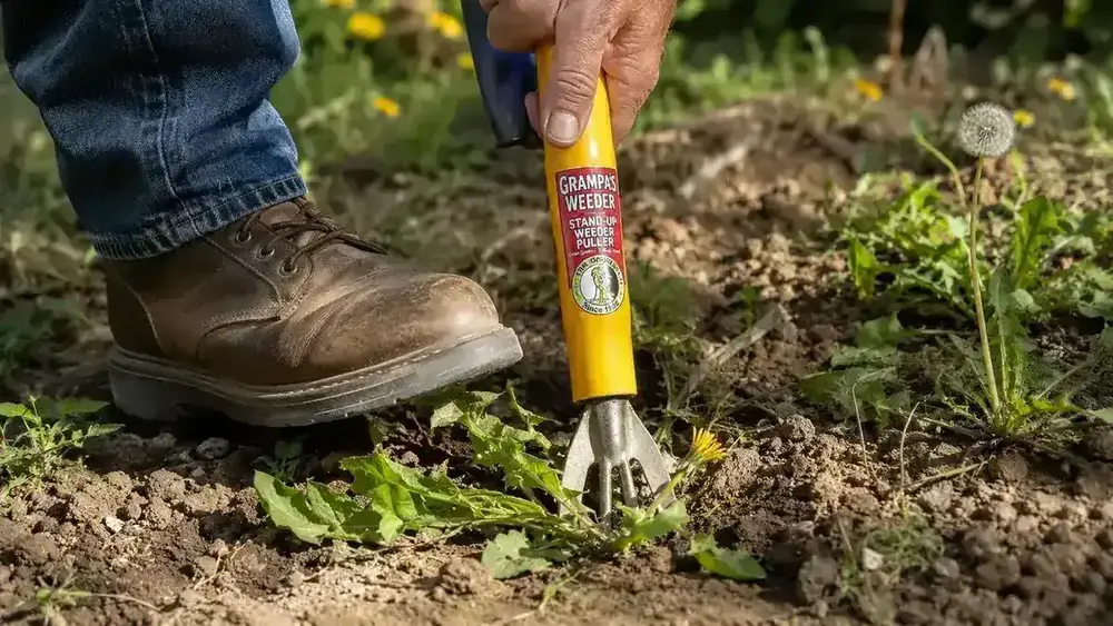 Hand pressing a stand-up weeder's foot pedal into the soil around a dandelion