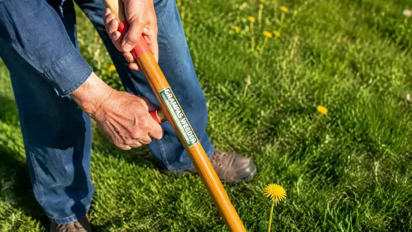 A pulled dandelion taproot laid on bare soil next to the claw head of a stand-up weeder, showing the full root intact