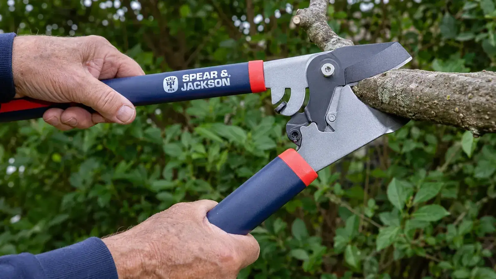 Close-up of ratchet loppers jaw positioned correctly around a two-inch thick branch, showing the anvil blade centered on the branch